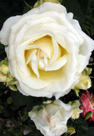 Rožė CHOPIN 