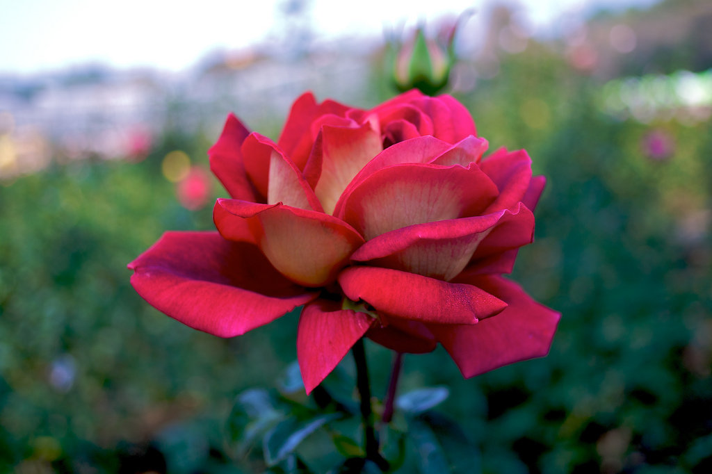 Rožė KRONENBURG