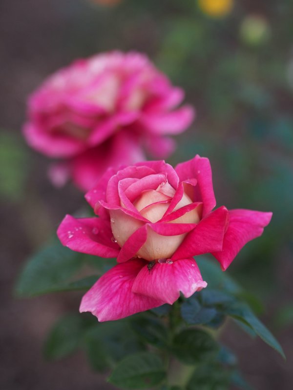 Rožė KRONENBURG
