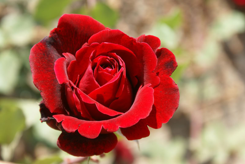 Vijoklinė rožė DON JUAN 