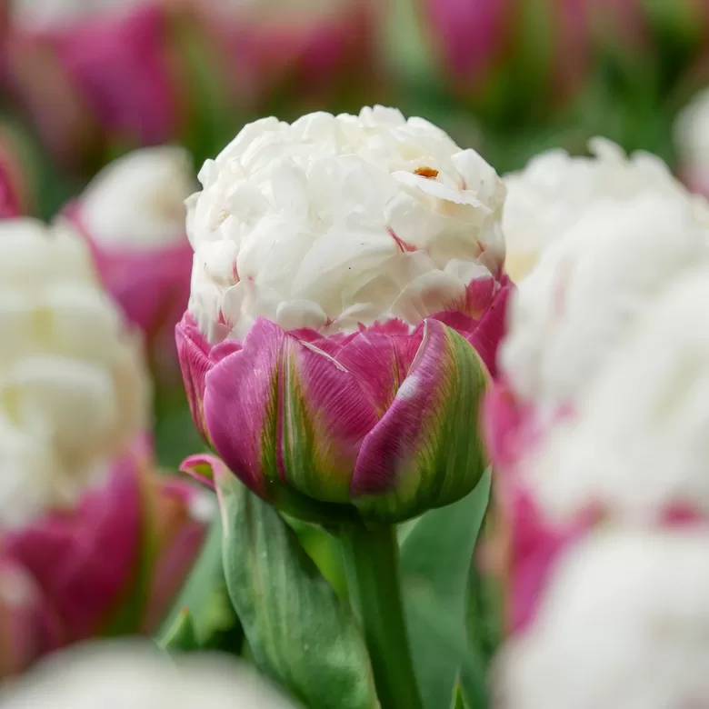 Tulpės "ICE CREAM" 3vnt.