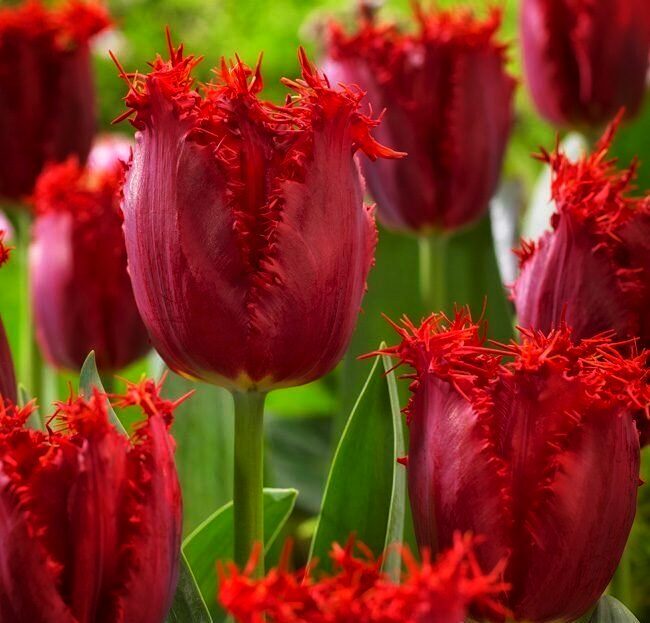 NAUJIENA! Tulpės - VERSACI 3vnt