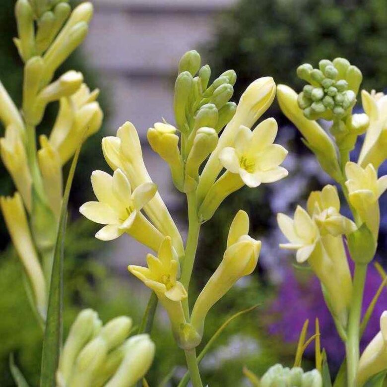 Tuberosa SUPER GOLD (Kvapioji Tuberoza)
