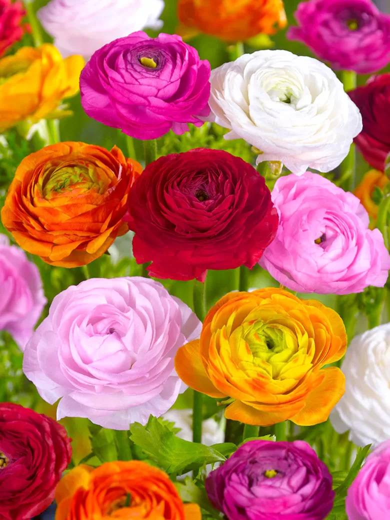 Vėdrynų (ranunculus) MIX 5vnt