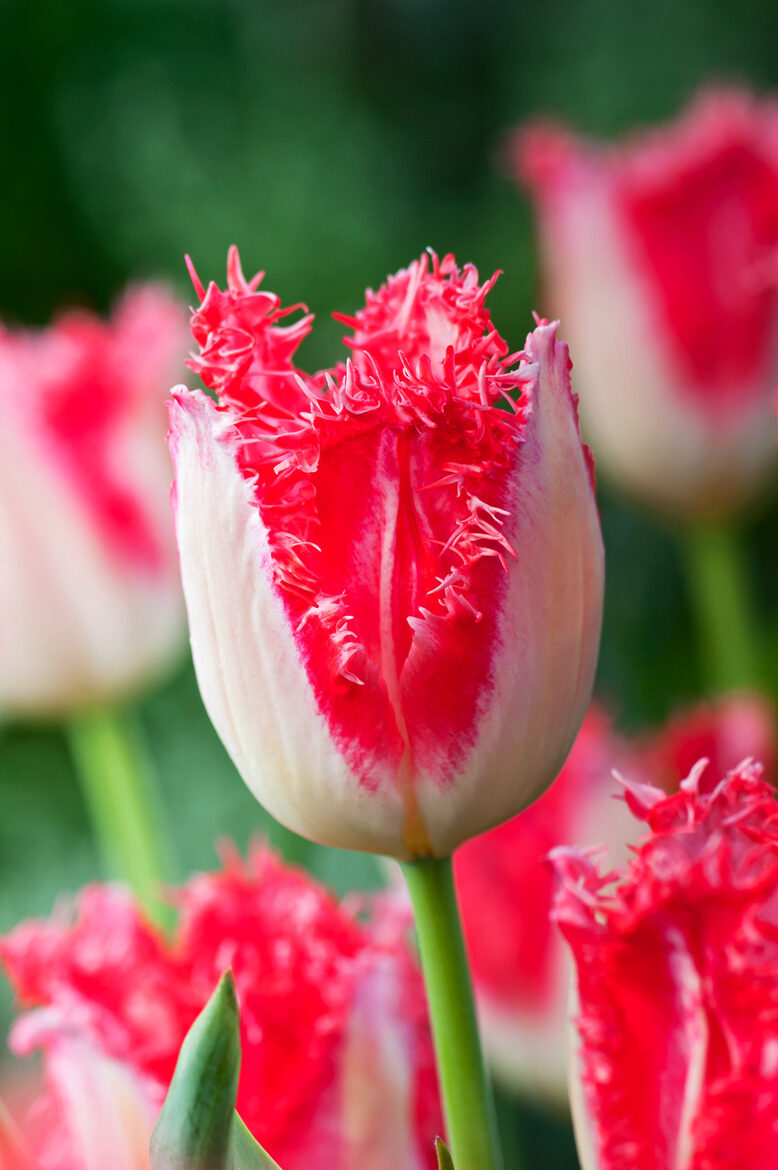 NAUJA! Tulpės SWEET PARADISE 3vnt