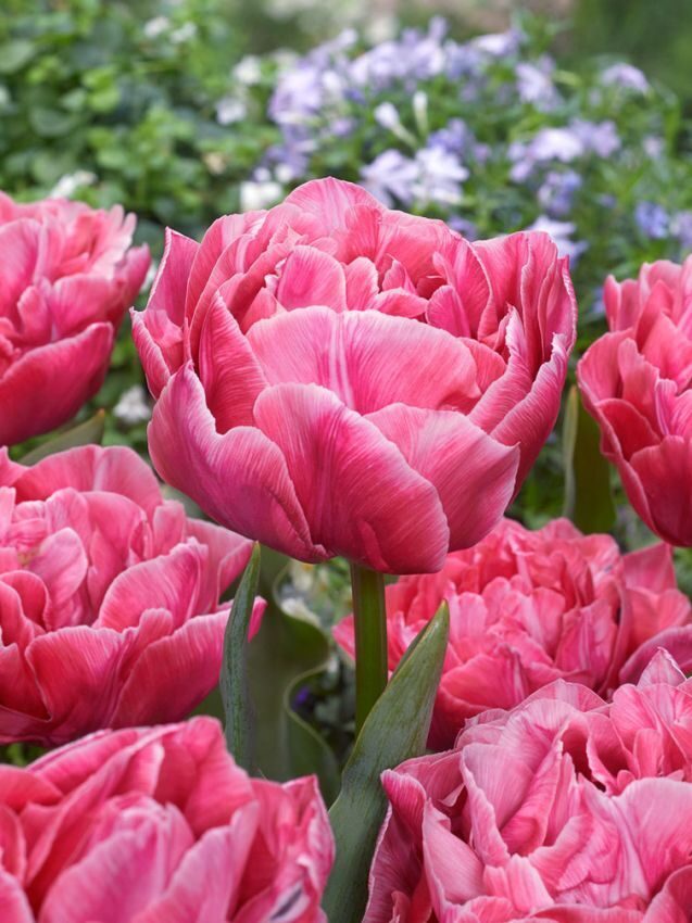 IŠPARDAVIMAS! Tulpės - AVERYON 3vnt