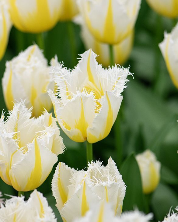 NAUJA! Tulpės LEMON BEAUTY 3vnt