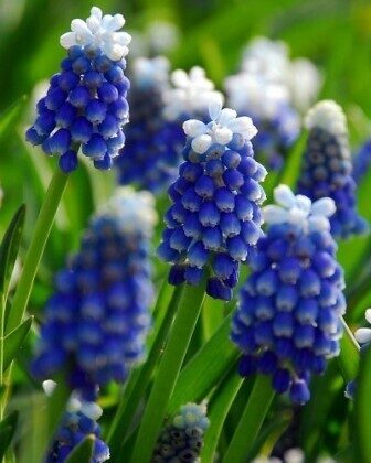 Žydrės TOUCH OF SNOW 5vnt