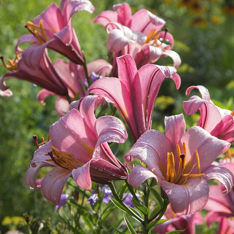 IŠPARDAVIMAS! Vamzdelinė lelija PINK PLANET