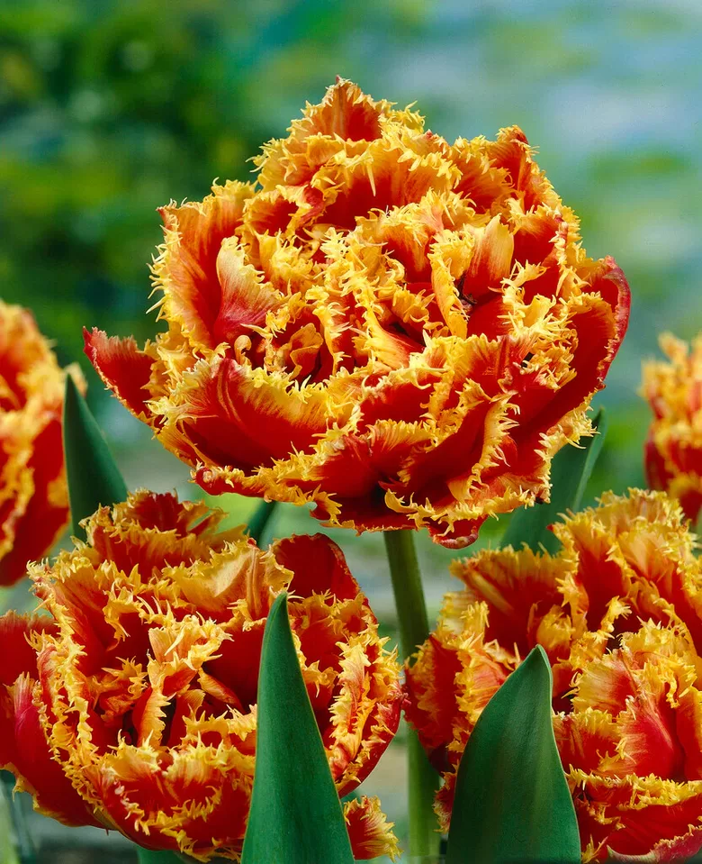 Tulpės "GOLD DUST" Exclusive! 3vnt