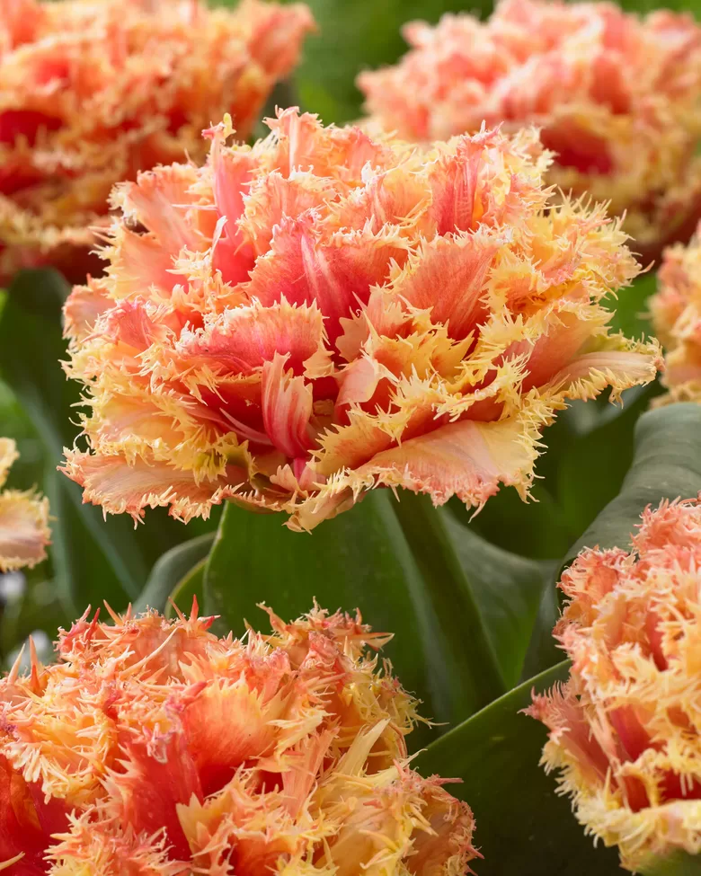 IŠPARDAVIMAS! Tulpės "BRISBANE" Exclusive! 3vnt