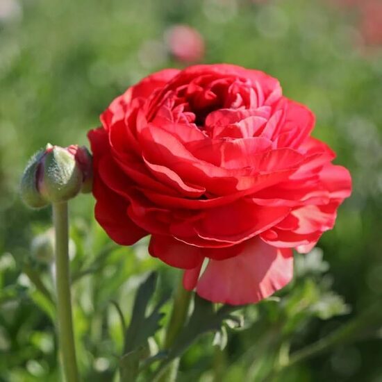Vėdrynas (ranunculus) RED 5vnt