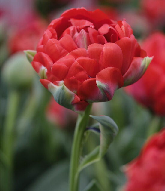 Tulpės BOMBASTIC RED