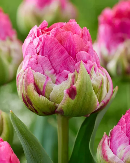 Tulpės WICKED IN PINK