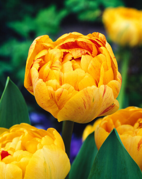 Tulpės " DOUBLE BEAUTY OF APELDORN" 3vnt.