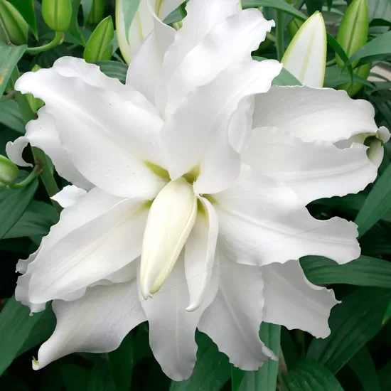 NAUJIENA ! Pilnavidurė lelija - LOTUS ICE