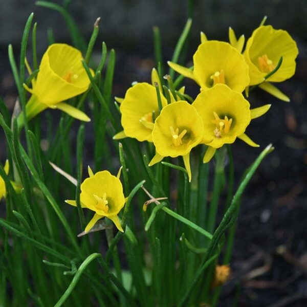 NAUJIENA! Narcizai botaniniai - GOLDEN BELLS 3vnt