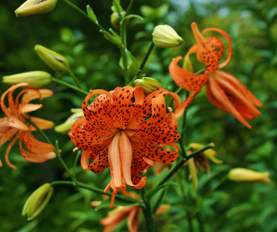 Lelija "Flore pleno" Exclusive!
