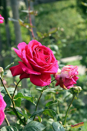 Rožė BIG PURPLE