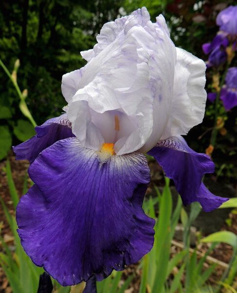 Irisas - ARPEGE