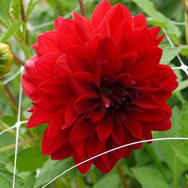 Jurginas "Decorative Red"