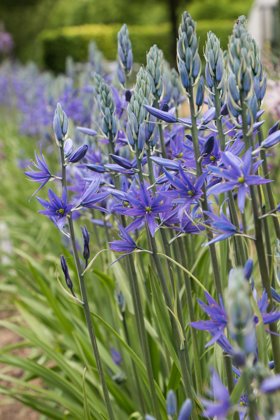 Kamasija MĖLYNA (Camassia blue)