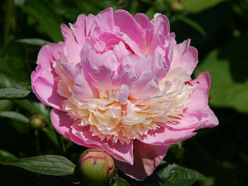 Bijūnas "Sorbet"