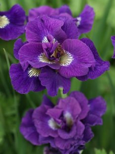 Pilnaviduris irisas - KABOOM