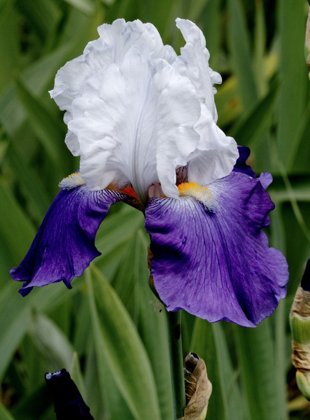 Irisas - ARPEGE