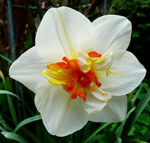 Narcizai "Flower Drift" 3vnt.