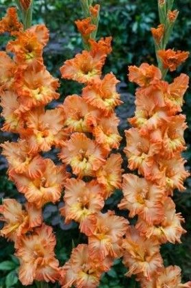 NAUJIENA! Kardeliai PRINCESS FRIZZLE 5vnt
