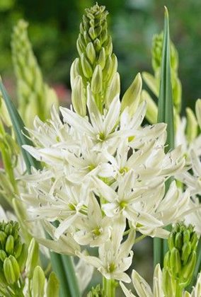 Kamasija BALTA (Camassia white)