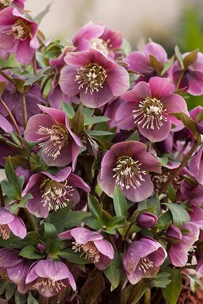 Eleboras - purpurascens