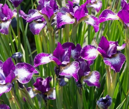 Sibirinis irisas - CURRIER