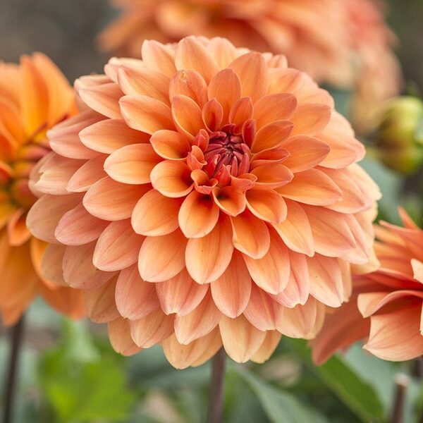 Jurginas "Decorative Orange"