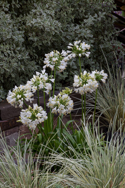 Agapanthus white