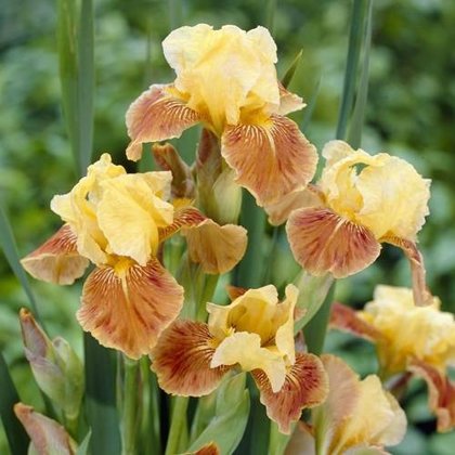 Irisas - GOLDEN MUFFIN