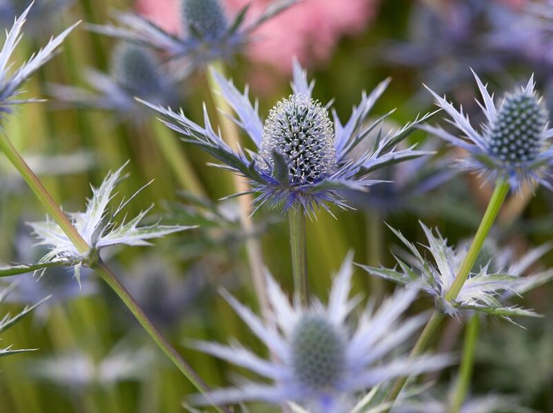 Zunda alpinė (Eryngium alpinum)