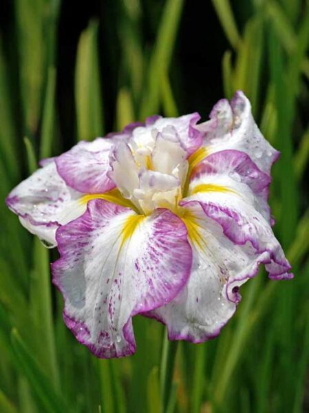Irisas japoninis "Freckled geisha"