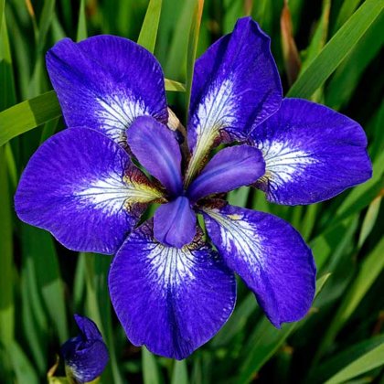 Sibirinis irisas - SEE STARS