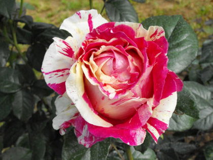 Vijoklinė rožė - "VANILLE FRAISE"