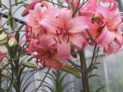 Lelija Pink Tiger