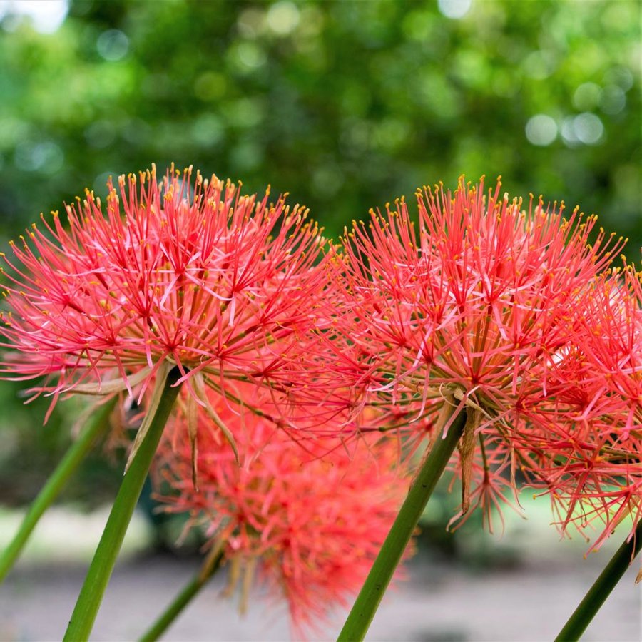 Gausiažiedis raudminaitis (Scadoxus)