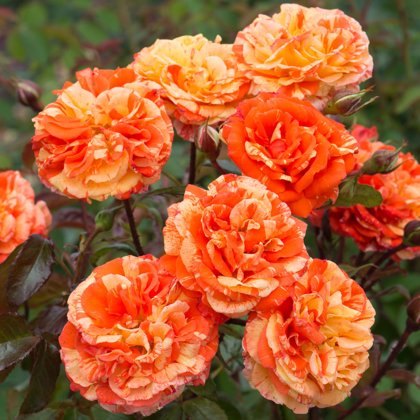 Rožė ORANGES & LEMONS
