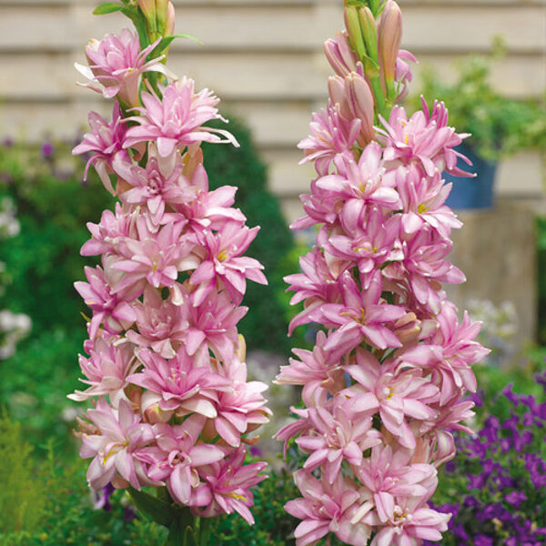 Tuberosa PINK SAPPHIRE (Kvapioji Tuberoza)