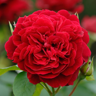 Angliškoji rožė "AUScrim"