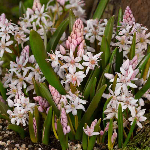 Scylė bifolia (scilla) ROSEA 10vnt