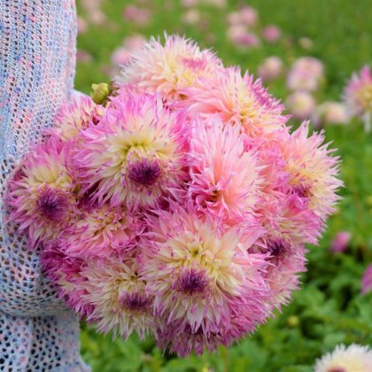 Jurginas PINELANDS PRINCESS