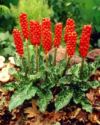 Aronas ITALICUM 3vnt