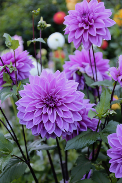 Jurginas "Lilac Time"